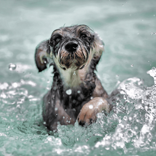 where can dogs swim in nyc